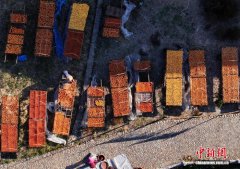 福建永定：土楼人家晒柿忙